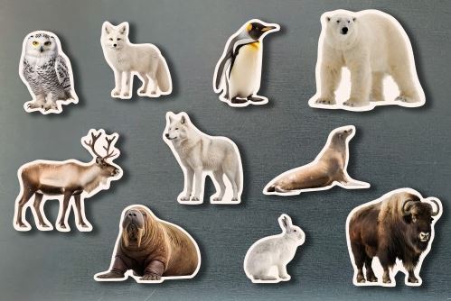 Magneticos animales polares