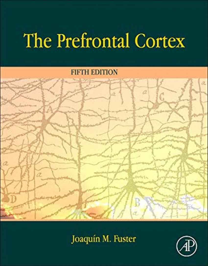 The prefrontal cortex