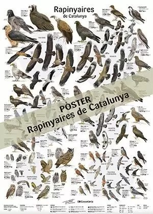 RAPINYAIRES DE CATALUNYA POSTER