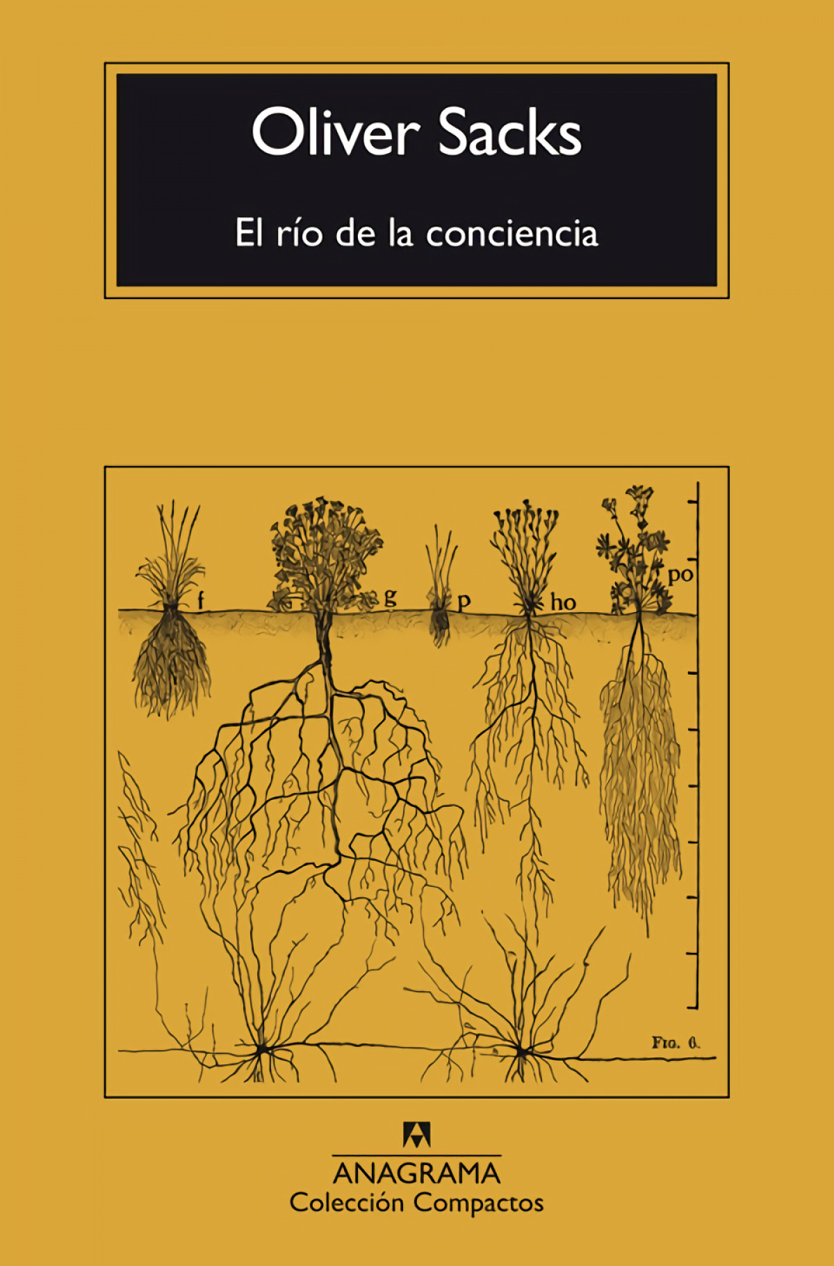 Capa