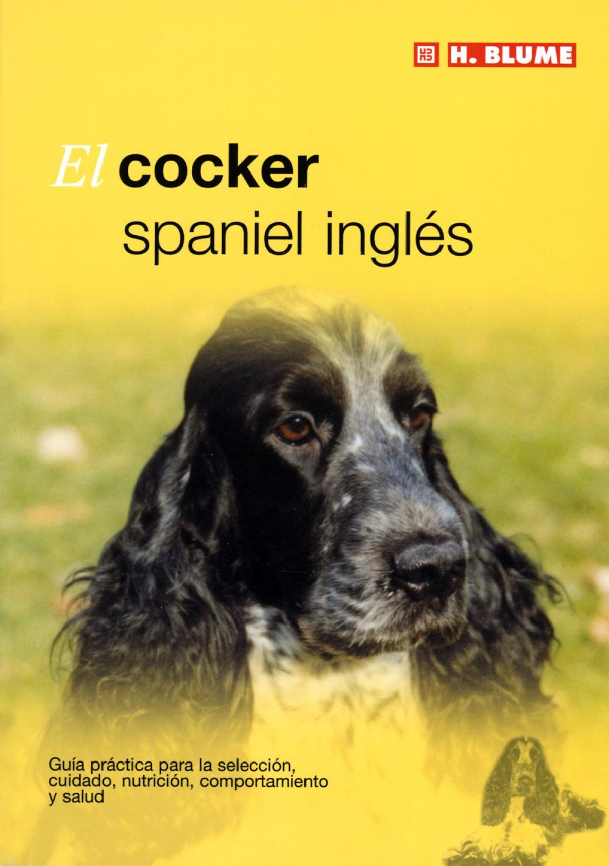 Cocker spaniel ingles