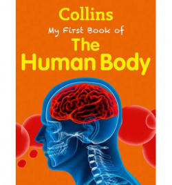 The human body