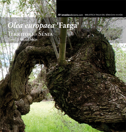 Olea europaea "farga"