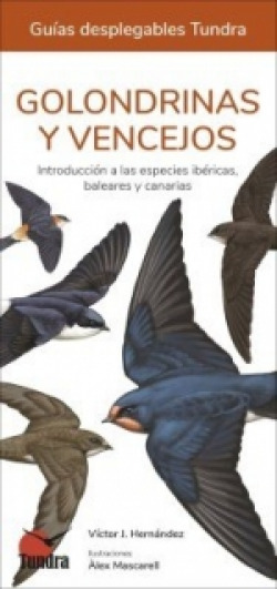 Golondrinas y vencejos