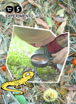 (G).(10).EXPERIMENTO 5 ANOS (LAGARTA PINTADA) FERVELLOS